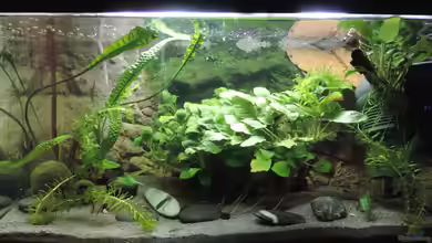 Flossensauger Becken von OreoEmmy