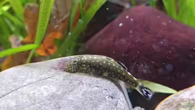 Flossensauger Becken von Bea Krings