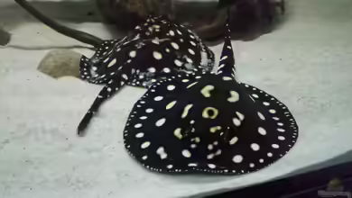 Fluss-Monster (Nur noch als Beispiel) von Bernd N.