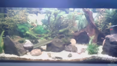 Flussbecken/Strömungsbecken - 300Liter von Gin