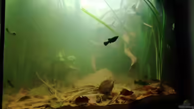 Flussmündung - nur noch Beispiel von - Stephen -