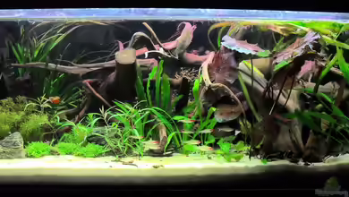 Flussufer (aufgelöst) von Jan S.