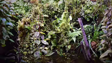 Flussufer des Riacho dos Macacos von Junglist