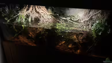 Flussufer für Channa sp. Laos Fireback von Jaenu00