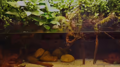 Flussufer174 von diveman