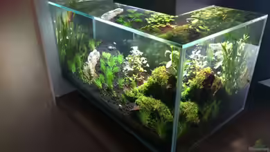 Fluval Edge - A second live von hawaii