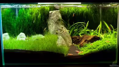 Fluval Edge (7er Spot) von Maik A.