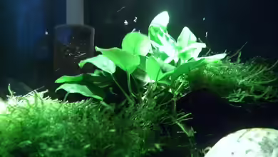 Fluval Edge von I.R.C.H.A