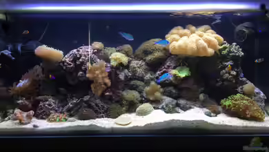 Fluval M90 von Embasch