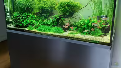 Fluval Profile 1500 Kundenaquarium von Fredo Fuss