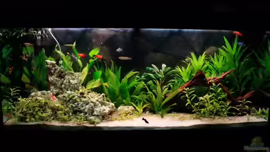 Fluval Roma 240 von blubba123