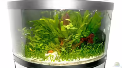 Fluval Venezia 190 von mawi