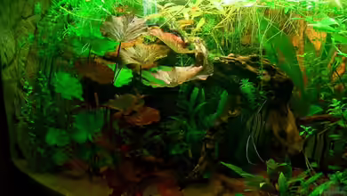 Fluval Venezia 350 L Eckaquarium von wald-muckel