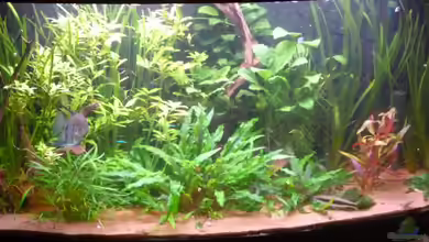 Fluval Vicenza 260 von JBuehrke