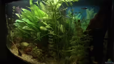 fluval vicenza 260 von Flo