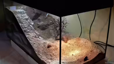 Formicarium für Bulldoggenameisen von Traum-Hobby.de