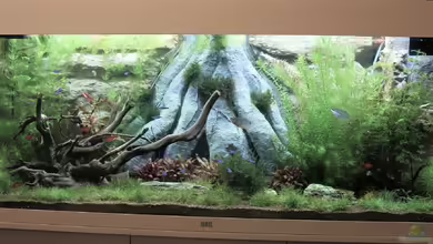 Forward To Nature von Campi