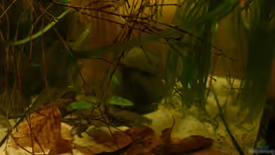 Fotokasten von Cichlid Power