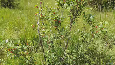 Frangula alnus im Garten pflanzen