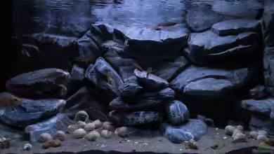 Franks Tanganjika Becken von Baghira