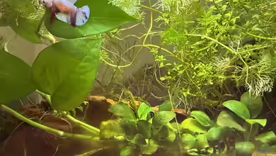 Frieda Betta splendens von Ceylon