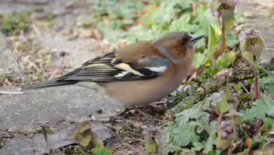 Fringilla coelebs im Garten