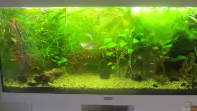 From Sterilistation back to Nature von Mofafi-Liebhaber