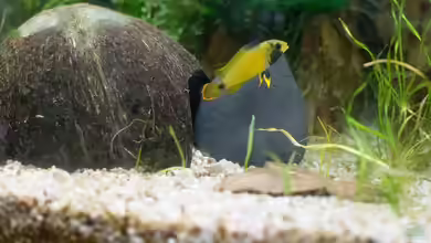 Front-Eingangshöhlen: Für welche Aquarientiere eignen sie sich?