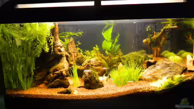 Froschparadies (nur noch Beispiel) von Nick3