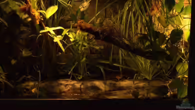 Fuzzles Home (nur noch als Beispiel) von Miguel