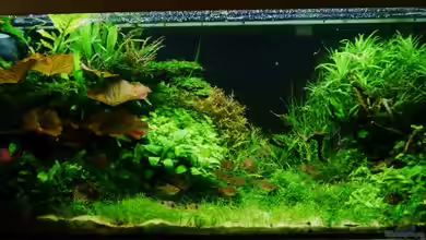 Gardeners pleasure von Zebraschneggla