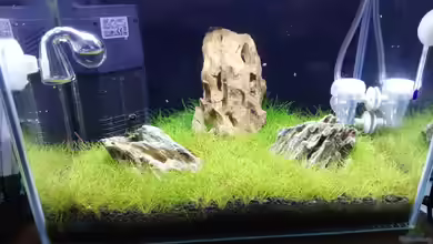 Garnelen - Iwagumi von Torsten Bullmahn