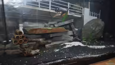 Garnelen Becken 60 Liter von Jonathan