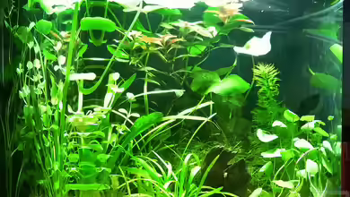 Garnelen Becken CR von Mario74