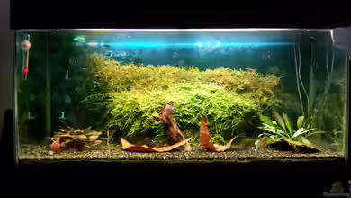 Garnelen Becken (gibt es nicht mehr) von Kaddi