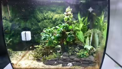 Garnelen Becken in der Küche von Inuki