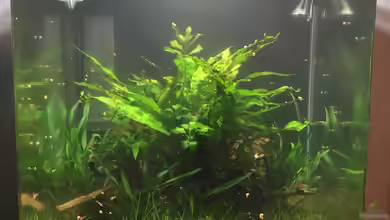 Garnelen Cube von DL