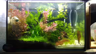 Garnelen-Dschungel- let it grow von Shiro13