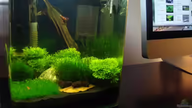 Garnelen Nano von Der Luxemburger