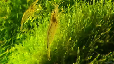 Garnelen Reich!!!! von Wirbellose