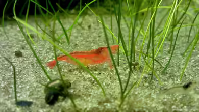 Garnelen-Tempel by Malawifreak von Malawifreak