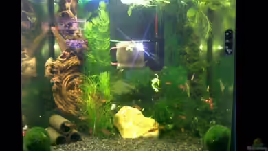 Garnelen von Basstard