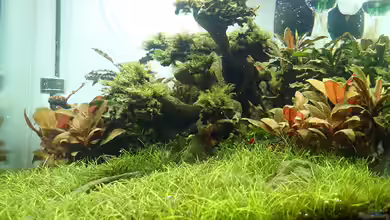 Garnelenbaum von Mark D.C.