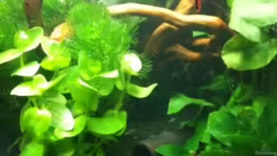 Garnelenbecken - 20 Liter von Pebbel