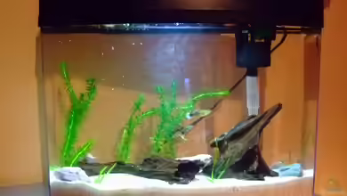 Garnelenbecken/Aufzuchtbecken von Sascha Oelze