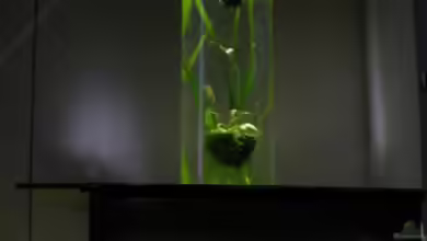 Garnelenbecken mit Säule von Keini