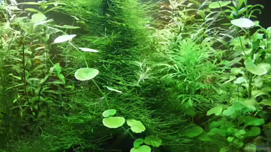 Garnelenbecken von Matzemania