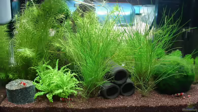 Garnelenbecken von Timo10