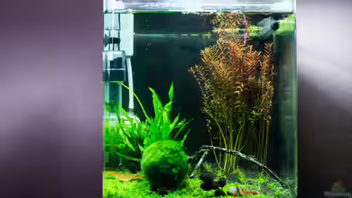 Garnelenbox von Fabian M