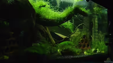 Garneleninsel von Die Juli